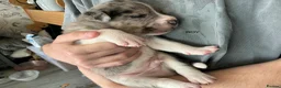 Mixed Breed dogs for sale: 10 puppies for sale  - Advert 7