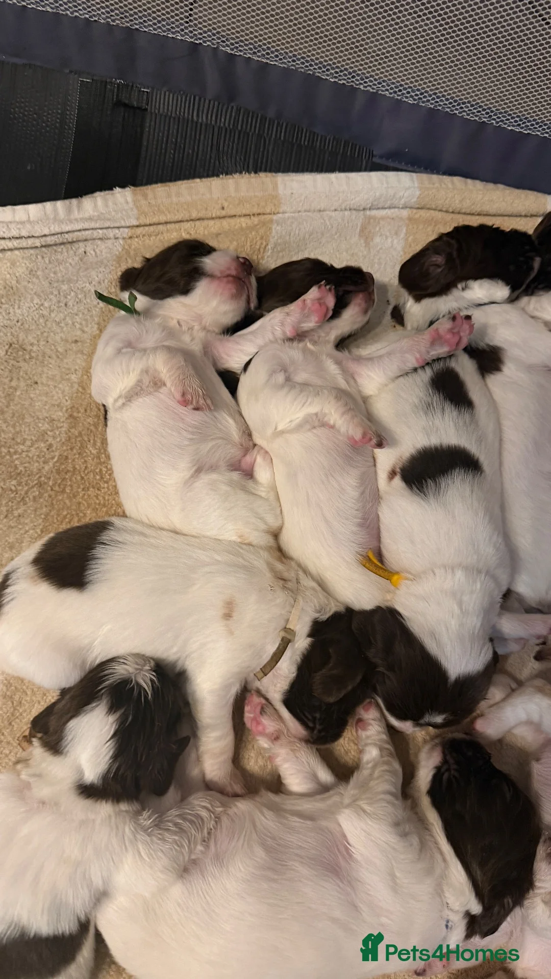 English Springer Spaniel dogs for sale: Springer Spaniel puppies for sale  - Advert 17