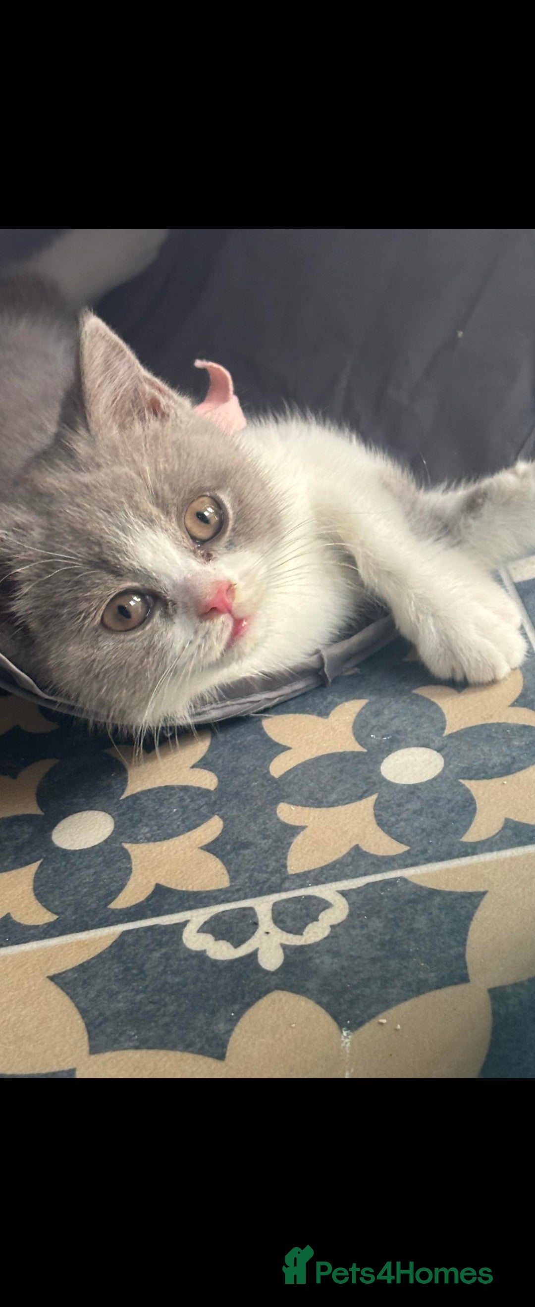British Shorthair cats for sale: Bsh reading now 1 girl - Image 5