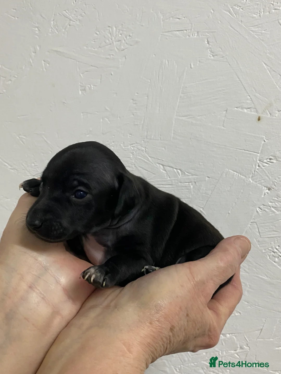 Italian Greyhound dogs for sale: Beautiful Italian Greyhound Puppies - Advert 16