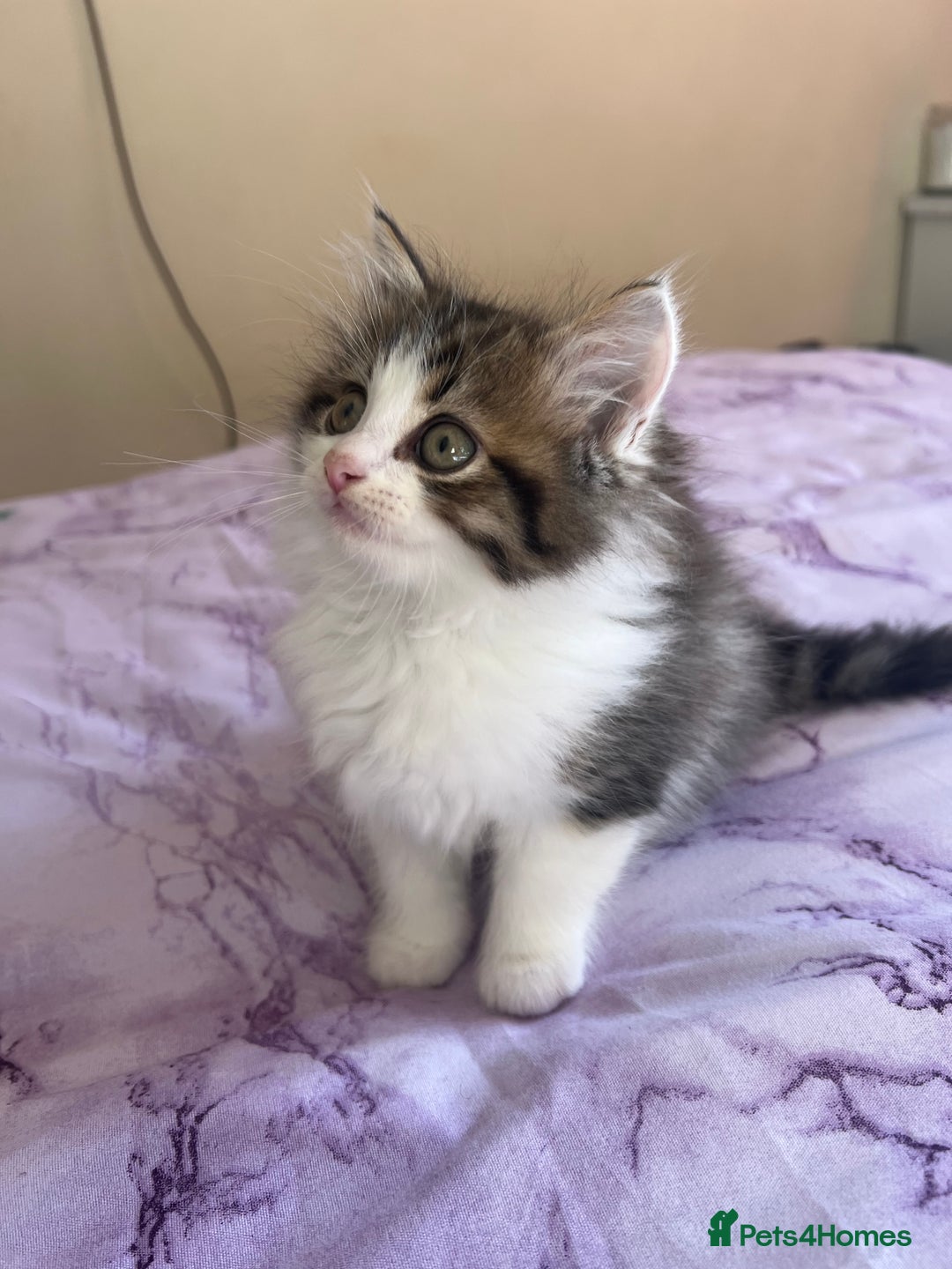 Turkish Angora cats for sale: Ragdoll/ Turkish Angora kittens last BOY/GIRL - Image 5