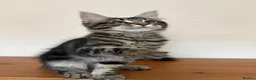 Maine Coon cats for sale: Maine Coons Kittens Ready to leave  in Salford - Advert 6