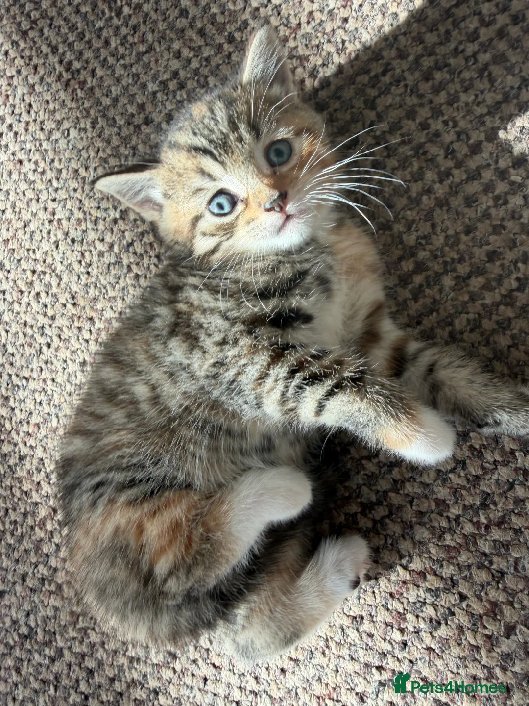 Mixed Breed cats for sale: Beautiful kittens looking for a new home - Advert 2