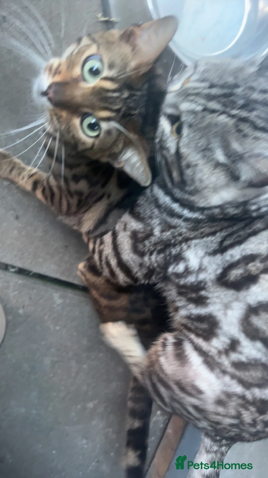 Bengal cats for stud: KUMA TICA ACTIVE  SILVER MAJESTIC BENGAL 🐆 in Walsall - Advert 2