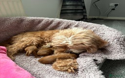 Cavapoo dogs for sale: Stunning cavapoo puppies  - Image 1