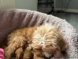 Cavapoo dogs - Advert 2