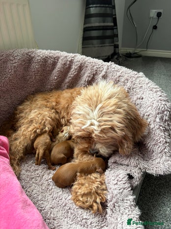 Cavapoo dogs - Advert 1