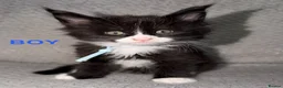 Maine Coon cats for sale: 🐾BEAUTIFUL MAINECOON KITTENS😻 3 BOYS & 2 GIRLS🐾 - Advert 22