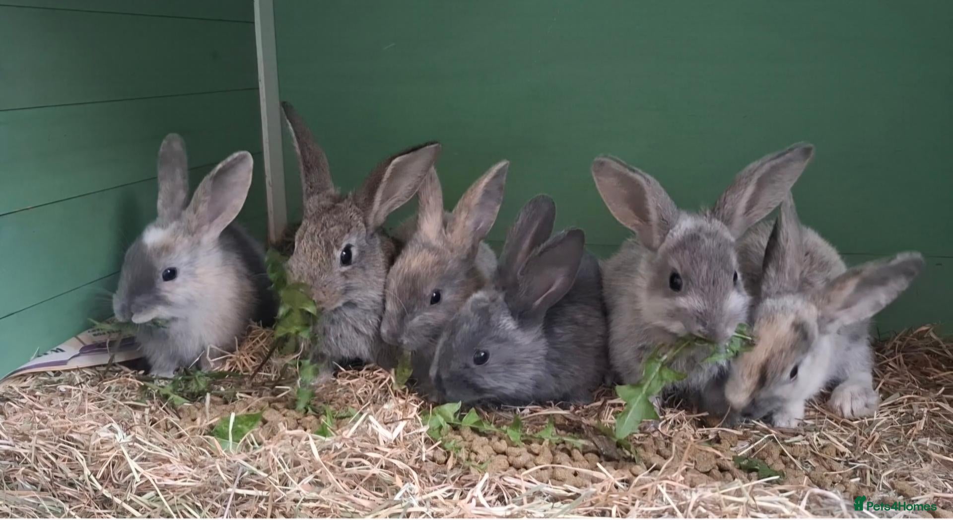 Mixed Breed rabbits Baby rabbits - Advert 9