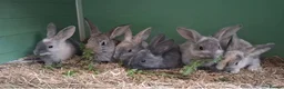 Mixed Breed rabbits for sale: Baby rabbits - Advert 1