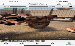 French Bulldog dogs for sale: French bulldog puppies  - Image 2