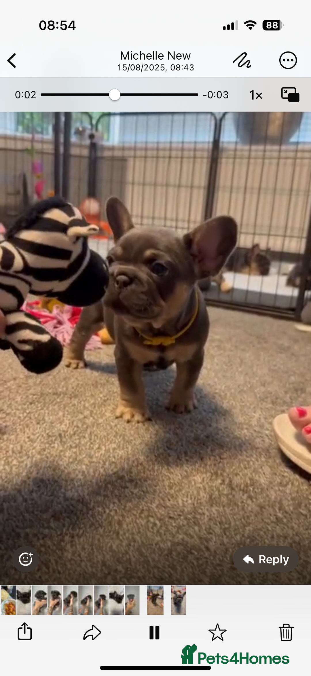 French Bulldog dogs for sale: French bulldog puppies  - Image 2