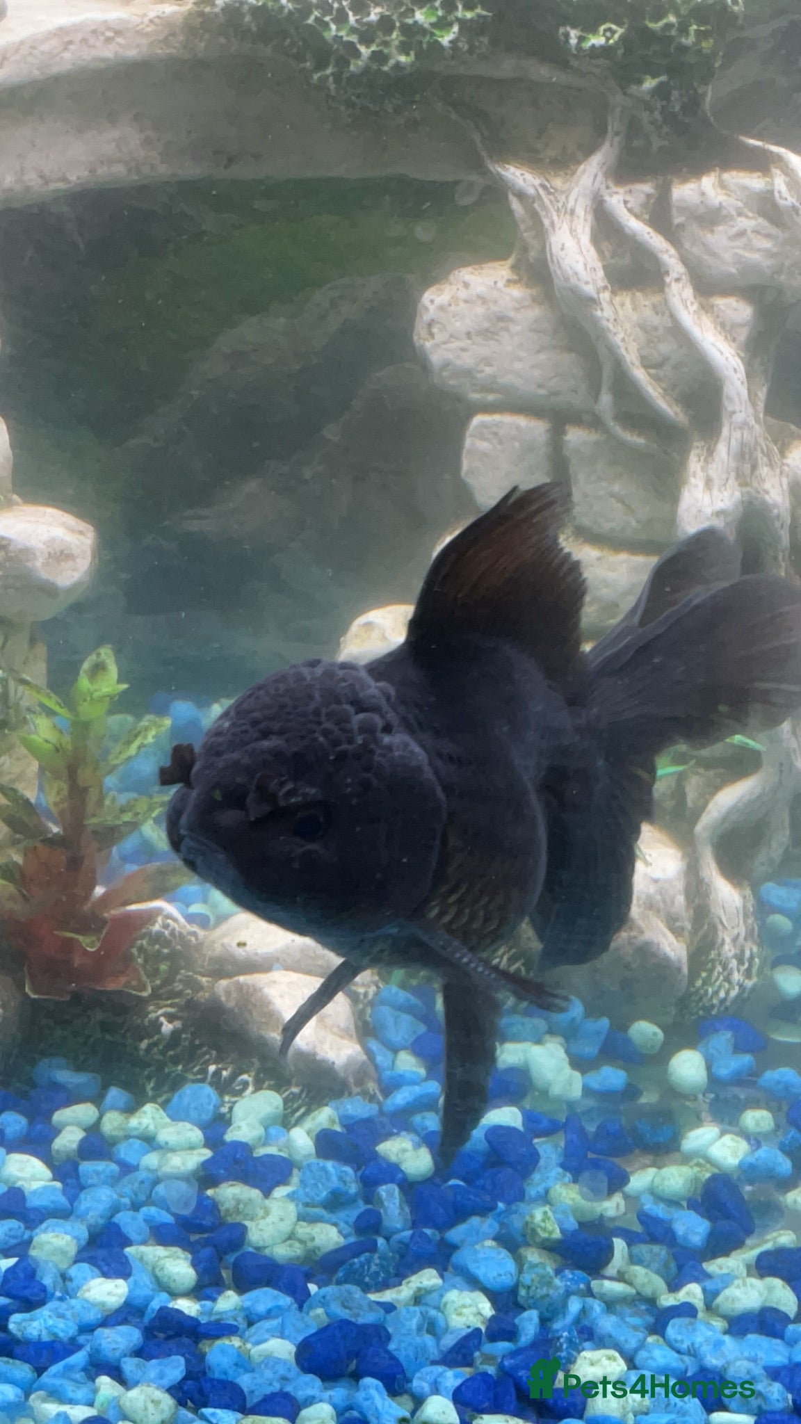 Fancy Goldfish fish Fancy goldfish - Advert 2