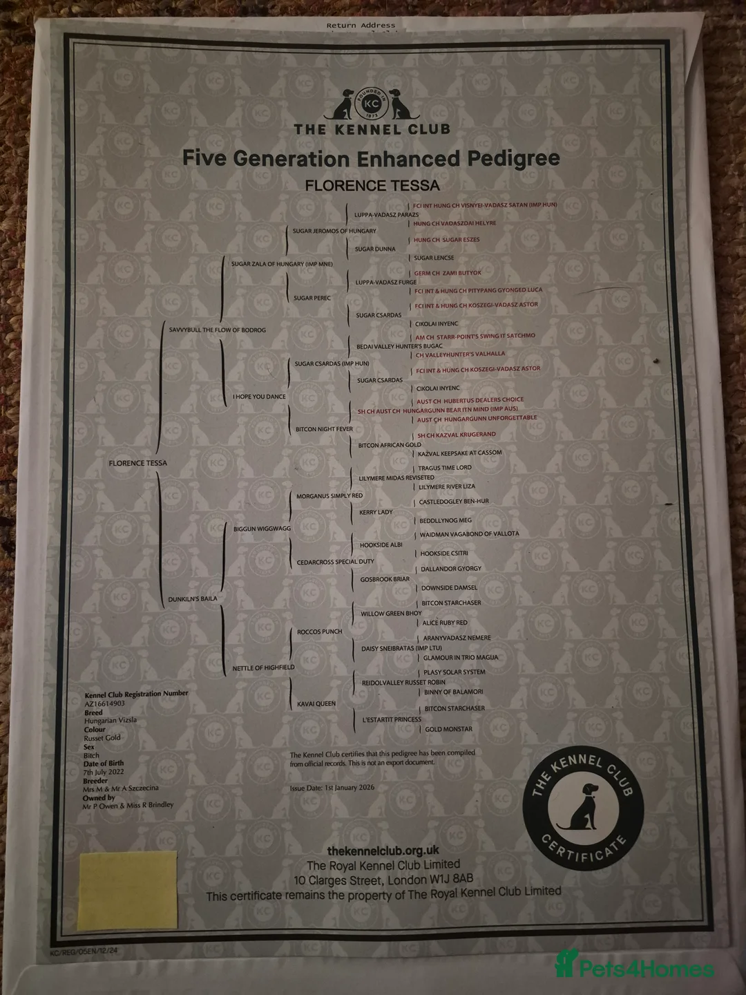 Hungarian Vizsla dogs for sale: Pedigree Vizsla Puppies in Doncaster - Advert 8