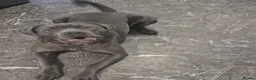 Cane Corso dogs for sale: Nyla  - Advert 14