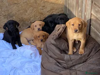 Labrador Retriever dogs Working Labrador Puppies Black & Fox Red Ready Now - Advert 5