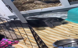 Mixed Breed rabbits for sale: two female rabbits  - Image 6