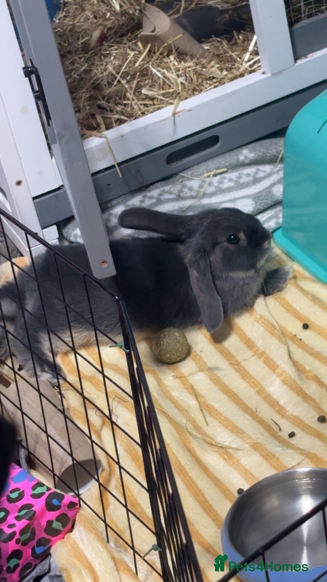 Mixed Breed rabbits for sale: two female rabbits  - Image 6