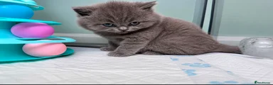 British Longhair Female