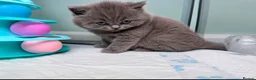 British Shorthair cats for sale: GCCF Beautiful British Shorthair Kittens for sale in Bolton - Advert 6
