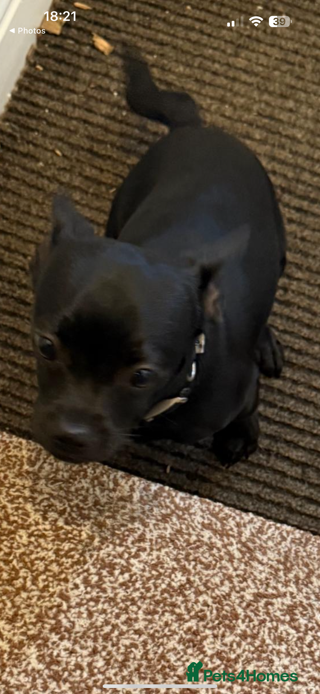 Mixed Breed dogs for sale: 6 month old French Bulldog/Chihuahua  - Image 2