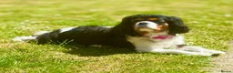 Cavalier King Charles Spaniel dogs for sale: Cavalier King Charls Spaniel in Ellesmere Port - Advert 2