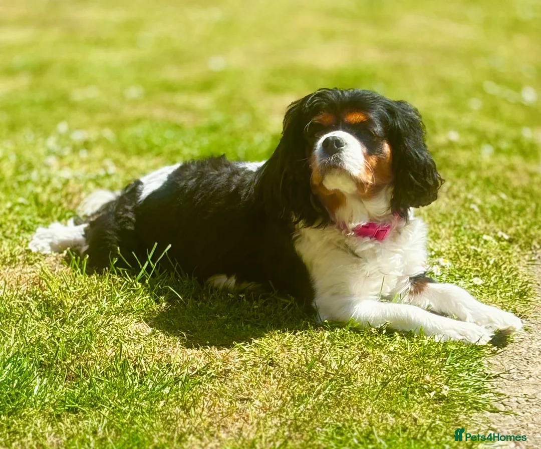 Cavalier King Charles Spaniel dogs for sale: Cavalier King Charls Spaniel in Ellesmere Port - Advert 2