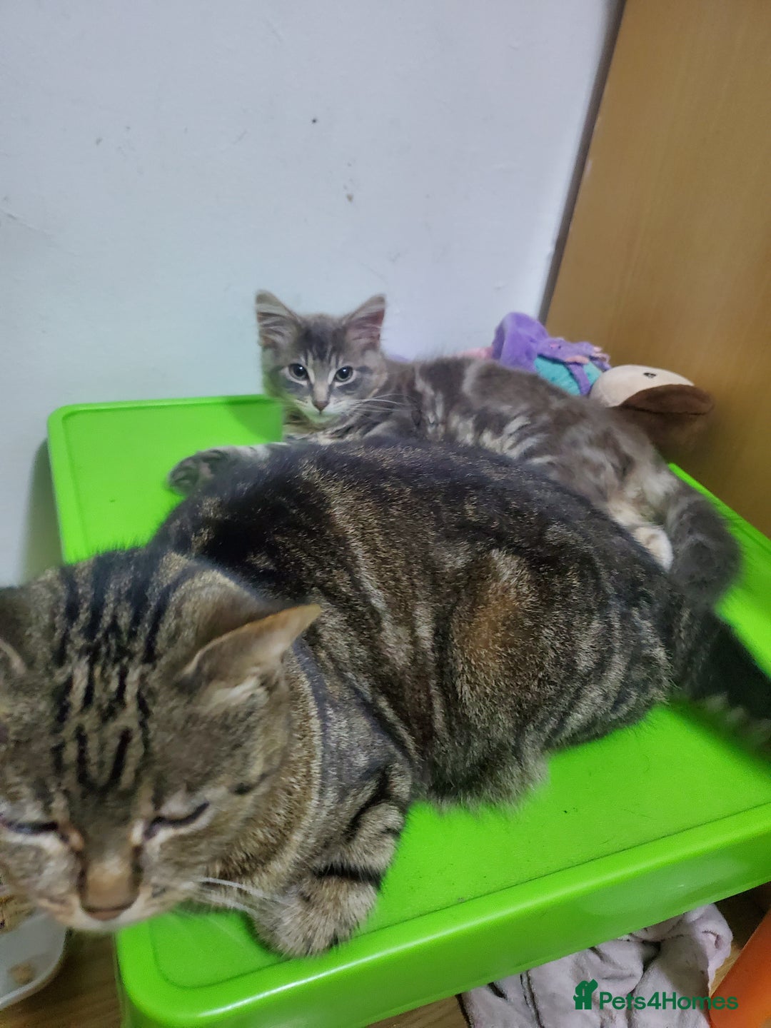 Domestic Shorthair cats for sale: Tabby silver boy - Image 3