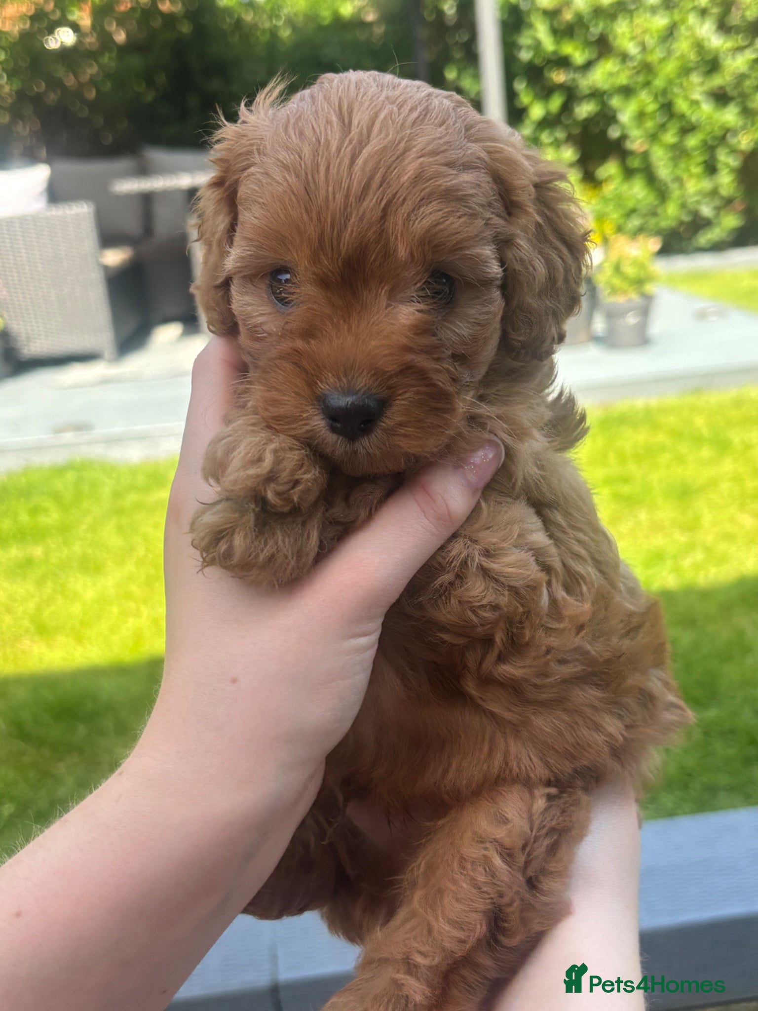 Cavapoo dogs One beautiful boy left  - Advert 15