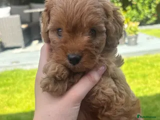 Cavapoo dogs One beautiful boy left - Advert 15