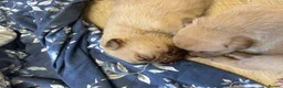 Mixed Breed dogs for sale: Boerboel x Rhodesian Ridgeback - Advert 5