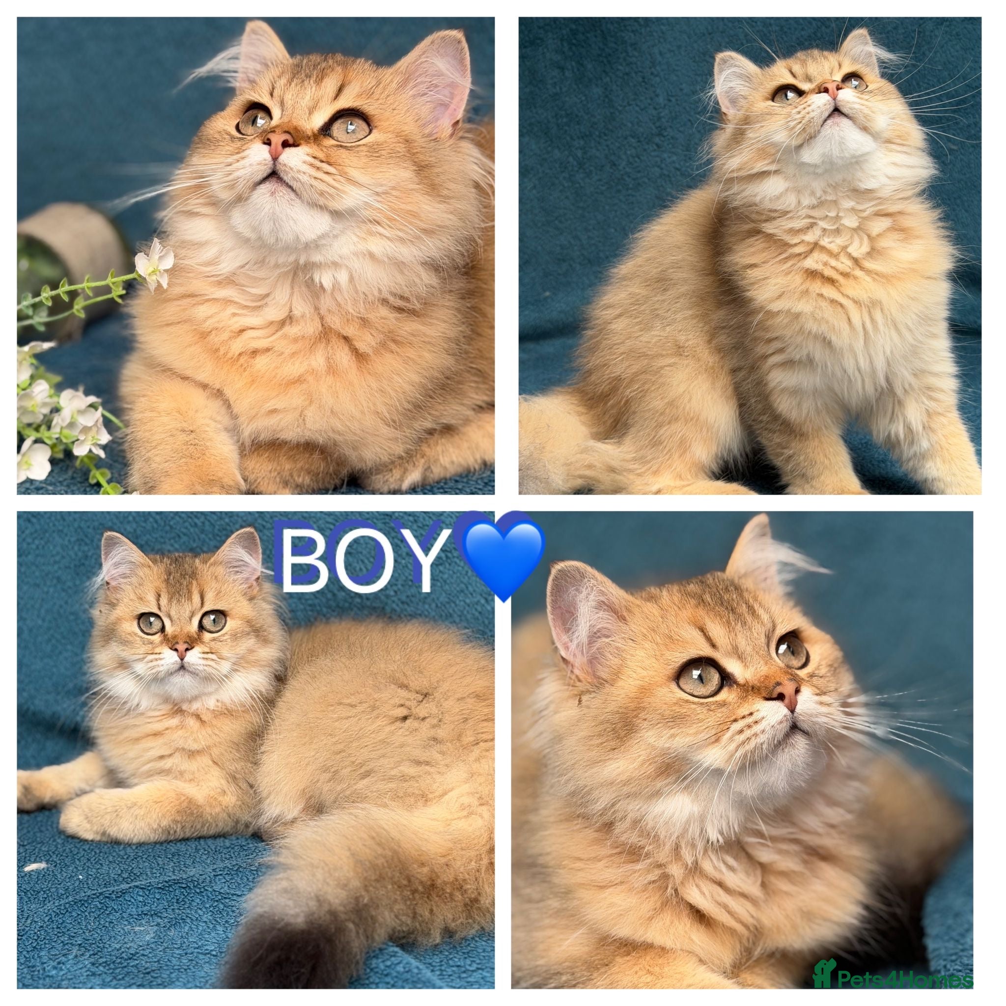 British Longhair cats ✨TICA REGISTERED GOLDEN LONGHAIR KITTENS✨ - Advert 1