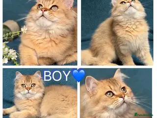 British Longhair cats ✨TICA REGISTERED GOLDEN LONGHAIR KITTENS✨ - Advert 1