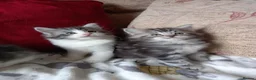 Maine Coon cats for sale: Mainecoon kittens for sale  - Advert 2