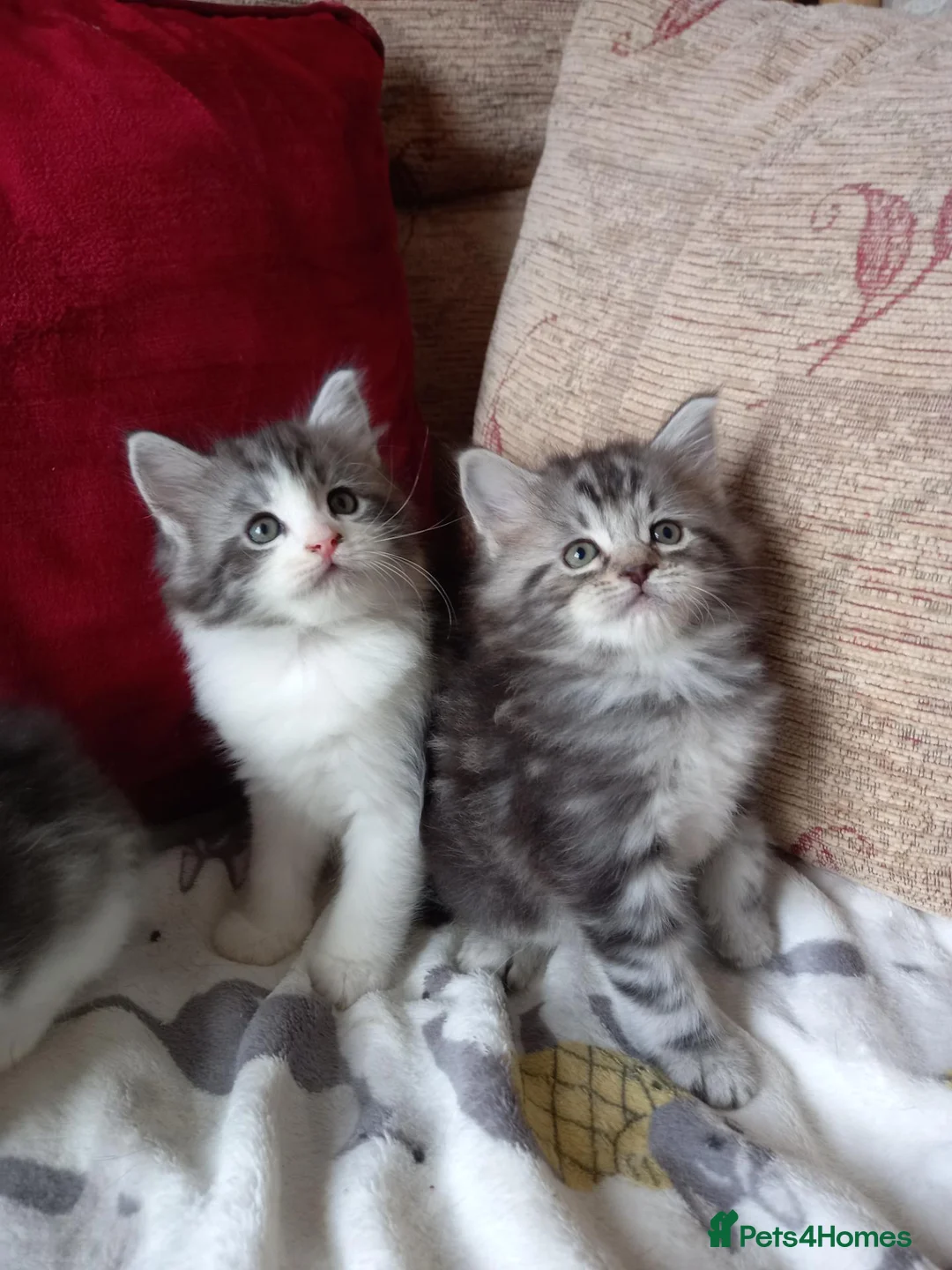 Maine Coon cats for sale: Mainecoon kittens for sale  - Advert 2
