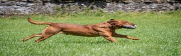 Labrador Retriever dogs for stud: FULLY HEALTH TESTED fox red labrador in Malton - Advert 11