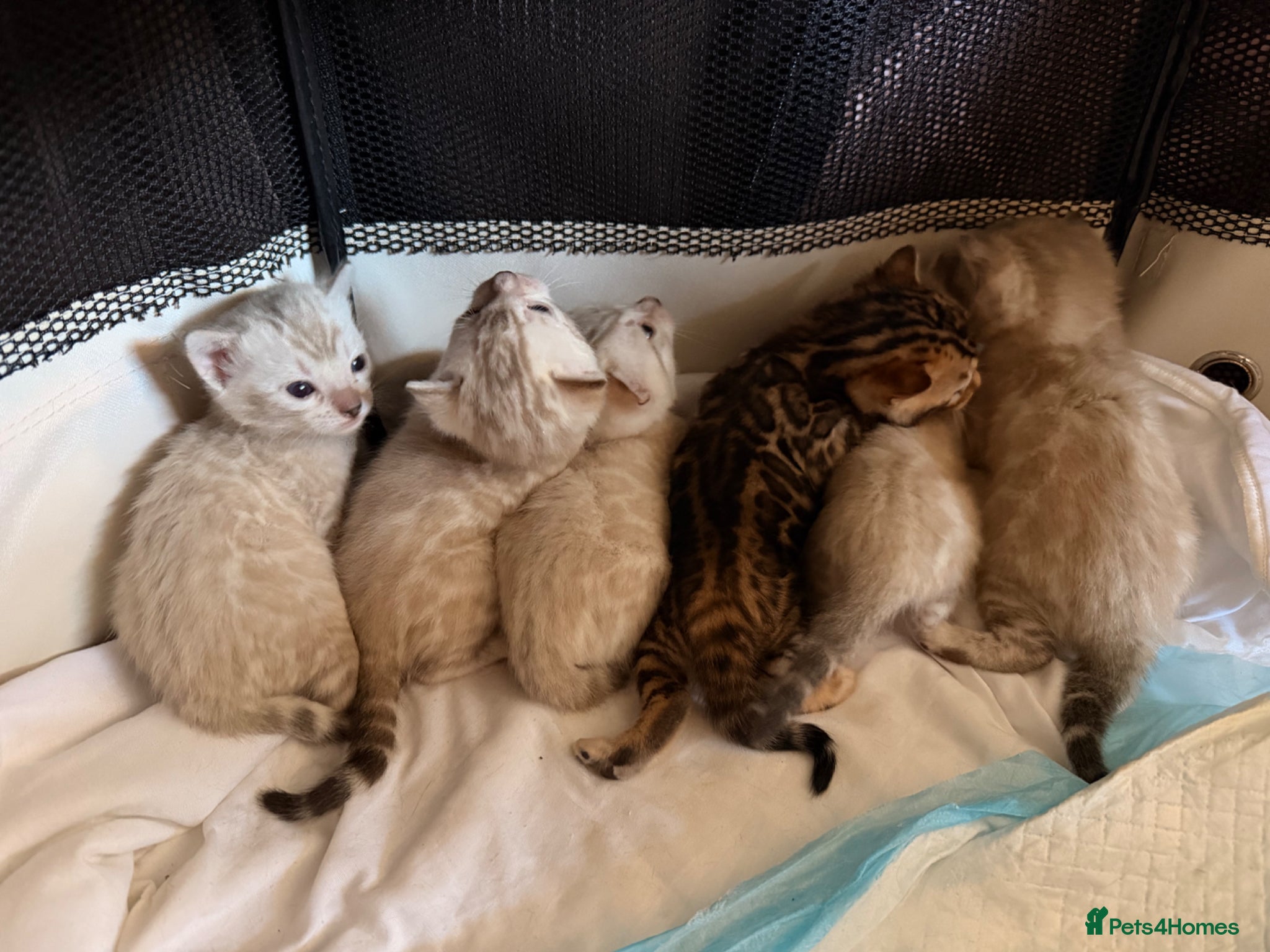 Birman cats Beautiful snow bengals  - Advert 1