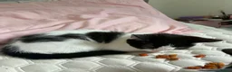 Mixed Breed cats for adoption: 3 Rescue kittens 🖤🤍🖤 - Advert 7
