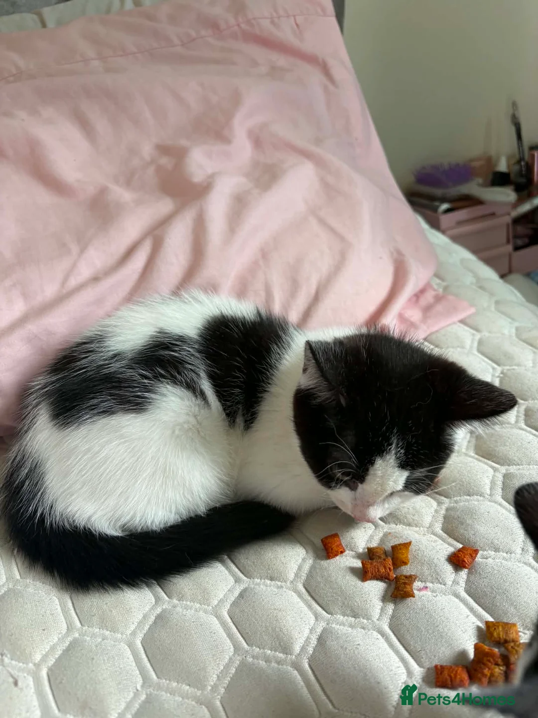 Mixed Breed cats for adoption: 3 Rescue kittens 🖤🤍🖤 - Advert 7