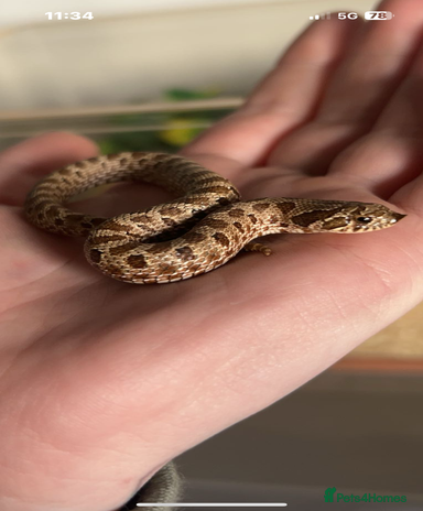Hognose Snake reptiles for sale | Pets4Homes