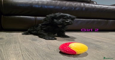 Cockapoo dogs *2 left* Adorable cockapoo pups ready to go 🐶 - Advert 1