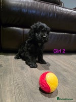 Cockapoo dogs *2 left* Adorable cockapoo pups ready to go 🐶 - Advert 1