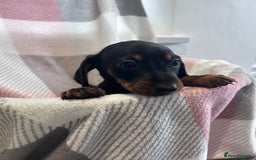 Dachshund dogs for sale: Dachshund puppies - Image 11
