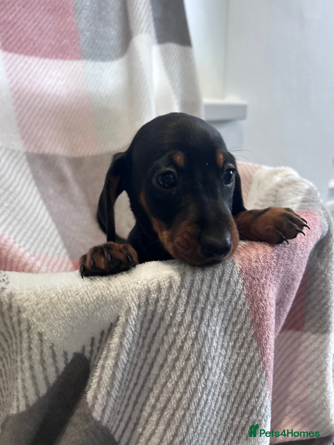 Dachshund dogs for sale: Dachshund puppies - Image 11