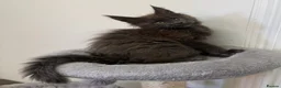 Maine Coon cats for sale: Pedigree GCCF Russian Kazakhstan import line - Advert 17