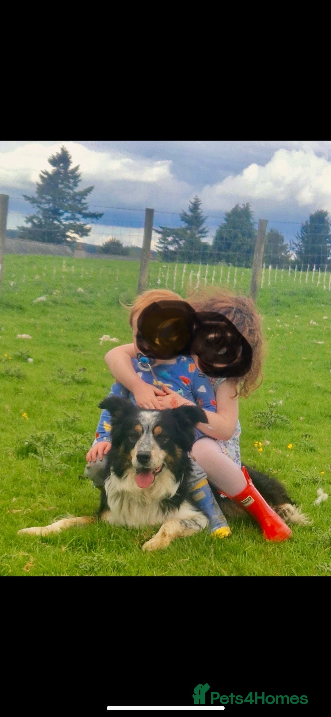 Border Collie dogs for stud: Rough coated , Tri colour Border Collie at Stud.  - Advert 4