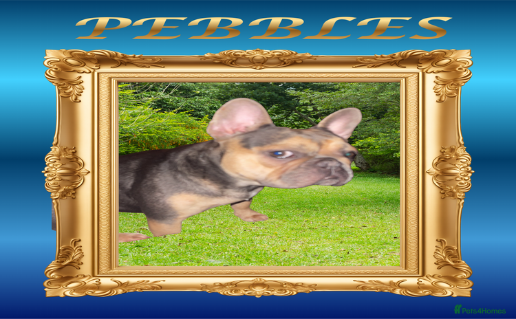 French Bulldog dogs Born Of Zeus Of Thunder - Advert 1