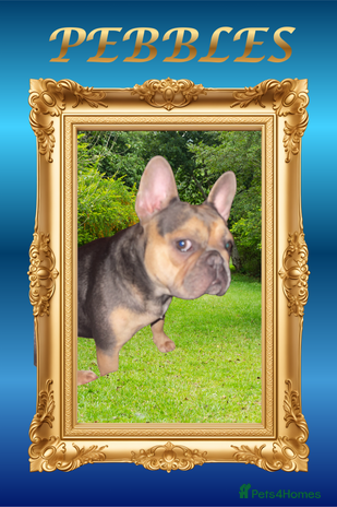 French Bulldog dogs Born Of Zeus Of Thunder - Advert 1