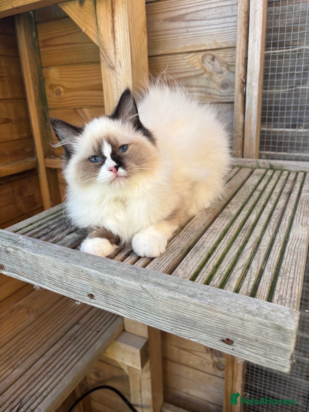 Ragdoll cats for sale: Stunning gccf sealMitted girl really fluffy  - Image 5