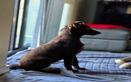 Australian Kelpie dogs for sale: 5 Month Old Australian Kelpie  - Image 4